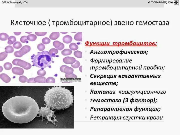 Тромбоцитарный Сателлизм. Сателлизм тромбоцитов причины. Агрегаты тромбоцитов. Тромбоцитарное звено гемостаза. Гранулы тромбоцитов содержат