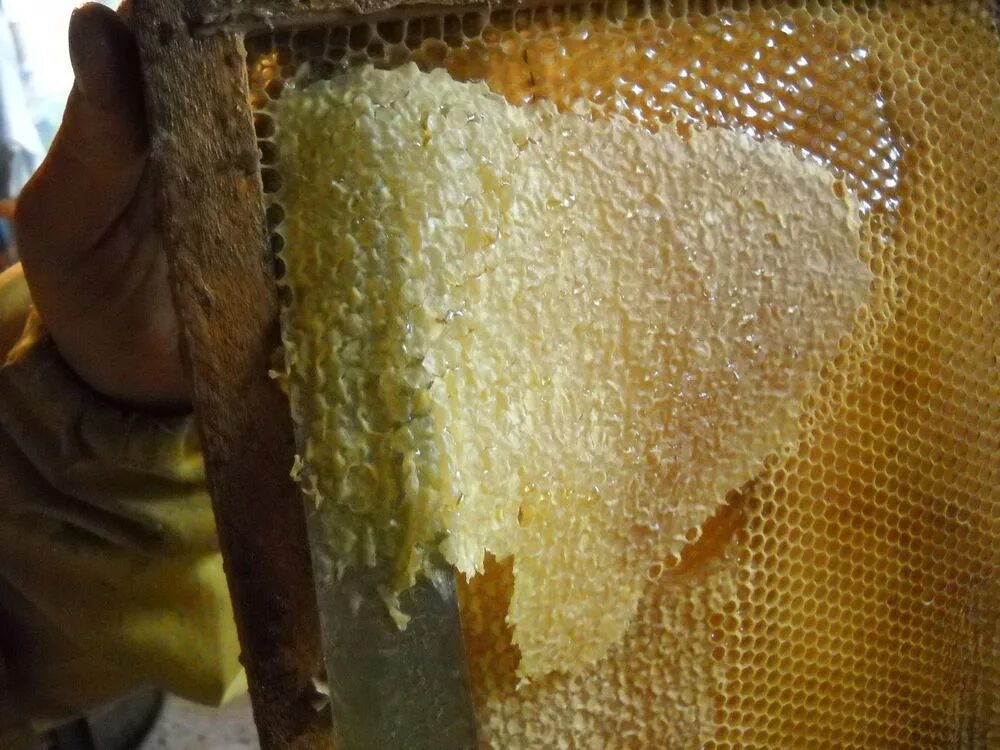 Забрус пчелиный. Пчелиный воск забрус. Мед забрус. Продукты пчеловодства забрус.