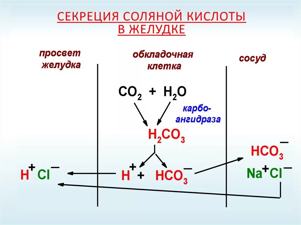 Механизм образования соляной кислоты. Механизм образования соляной кислоты биохимия. Секреция соляной кислоты в желудке. Механизм образования соляной кислоты в желудке. Hci это кислота