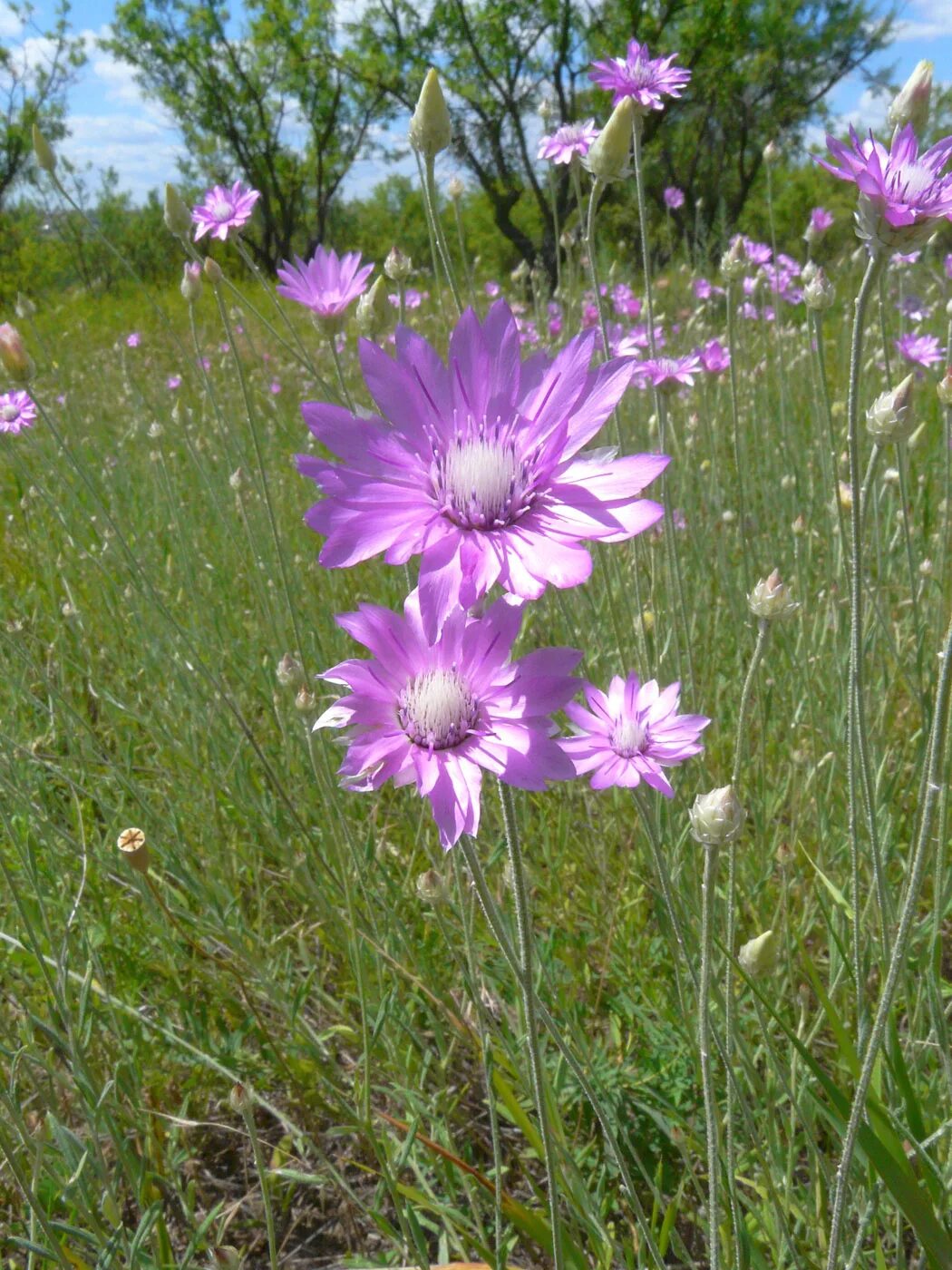 Бессмертник однолетний - xeranthemum annuum. Хризантемовидная гелиптерум ксерантемум. Ксерантемум сухоцветник. Ксерантемум казачок. Ксерантемум фото.