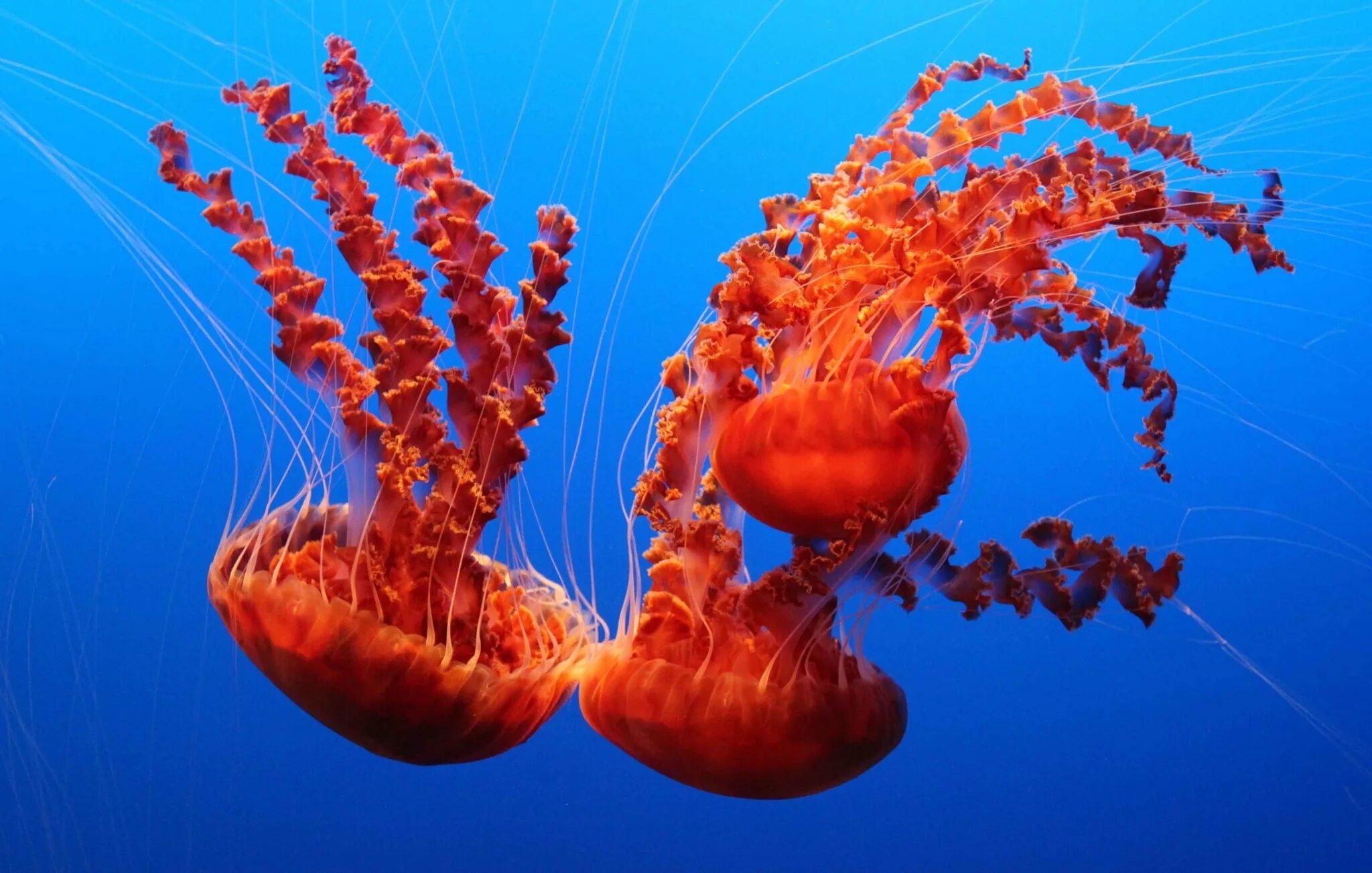 Медуза хризаора. Chrysaora hysoscella. Морская крапива сколько щупалец. Сцифоидные медузы оранжевая. Медуза chrysaora achlyos.