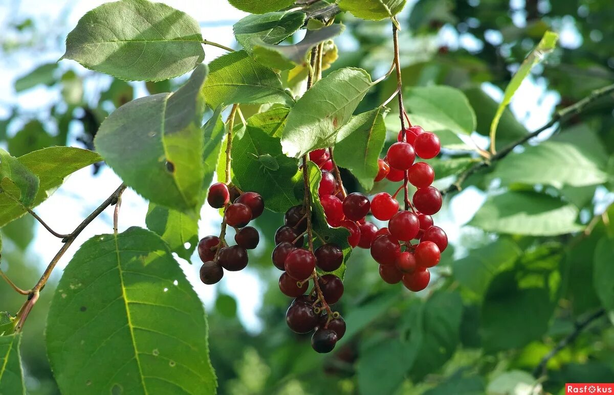 Мичурин церападус. Церападус гибрид вишни и черемухи. Церападус гибрид. Церападус гибрид. Падоцерус гибрид черемуха.