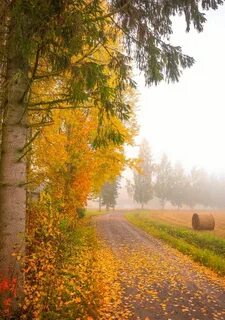 Осенний утро природа картинки