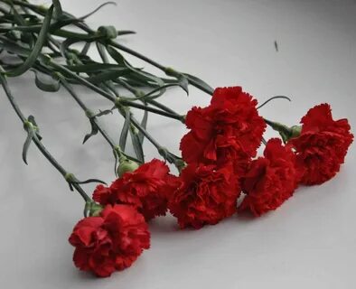 Песня алые гвоздики на снегу