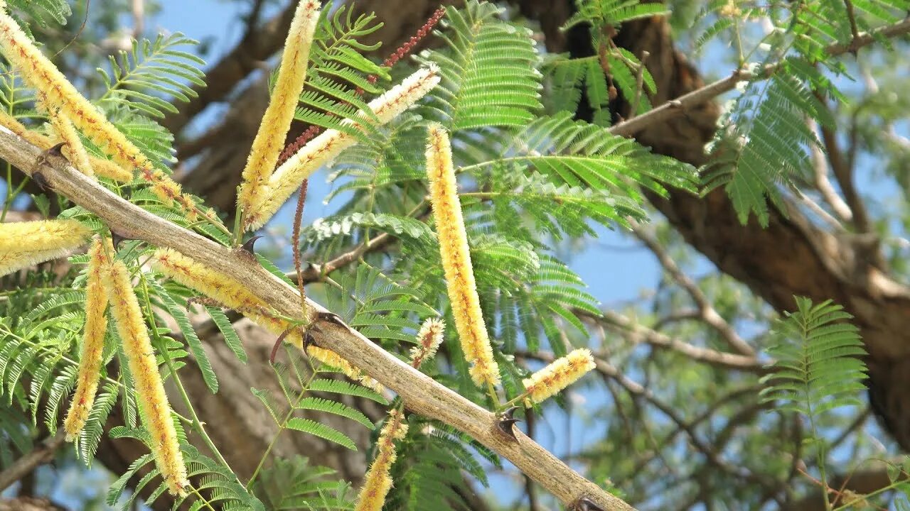 Акация цепочечная. Черный катеху (acacia catechu). Акация цепочечная. Акация катеху. Acacia berlandieri.