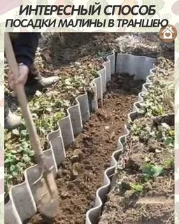 Способы посадки малины