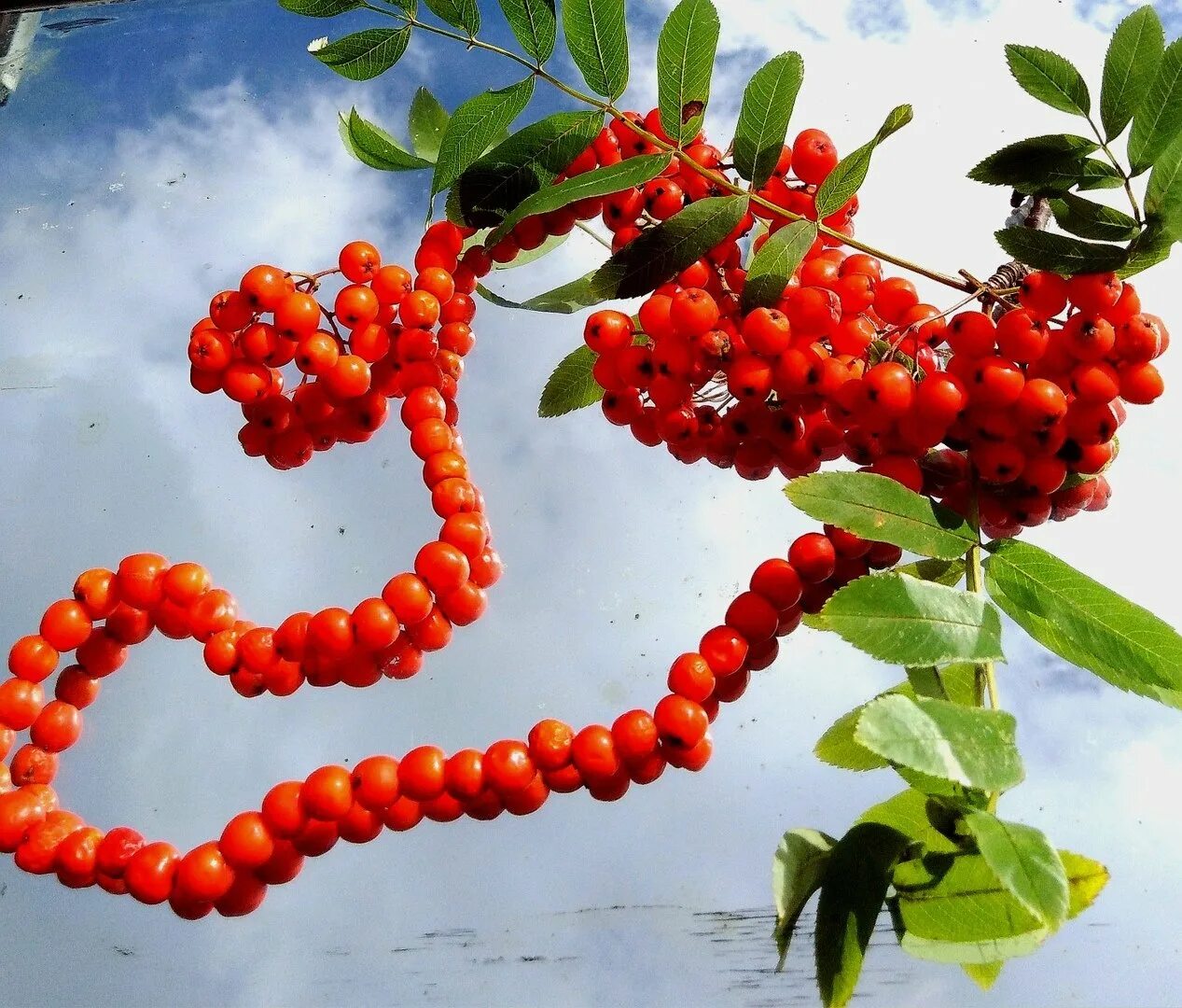 михаил садовский стихи. рябиновые бусы. рябиновые бусы. стихотворение лесные бусы. стих про бусы для детей.