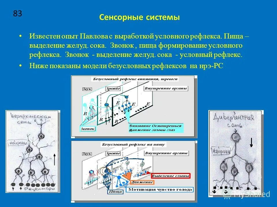рефлекс на звонок. схема рефлекторной дуги сужения зрачка. рефлекс на звонок. схема условного рефлекса слюноотделения. дуги условных и безусловных рефлексов.
