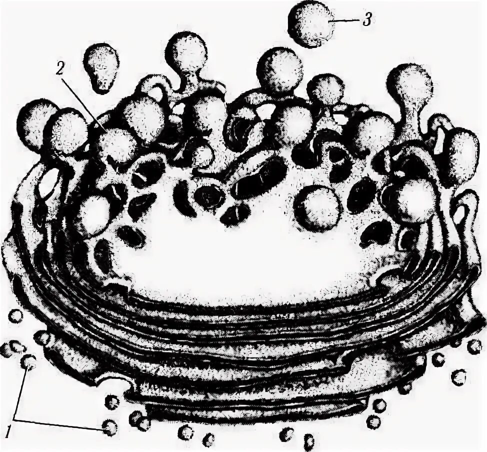 Аппарат Гольджи транспортные везикулы. Комплекс Гольджи и лизосомы. Комплекс Гольджи без подписей. Аппарат Гольджи черно-белый. Пластинчатый комплекс