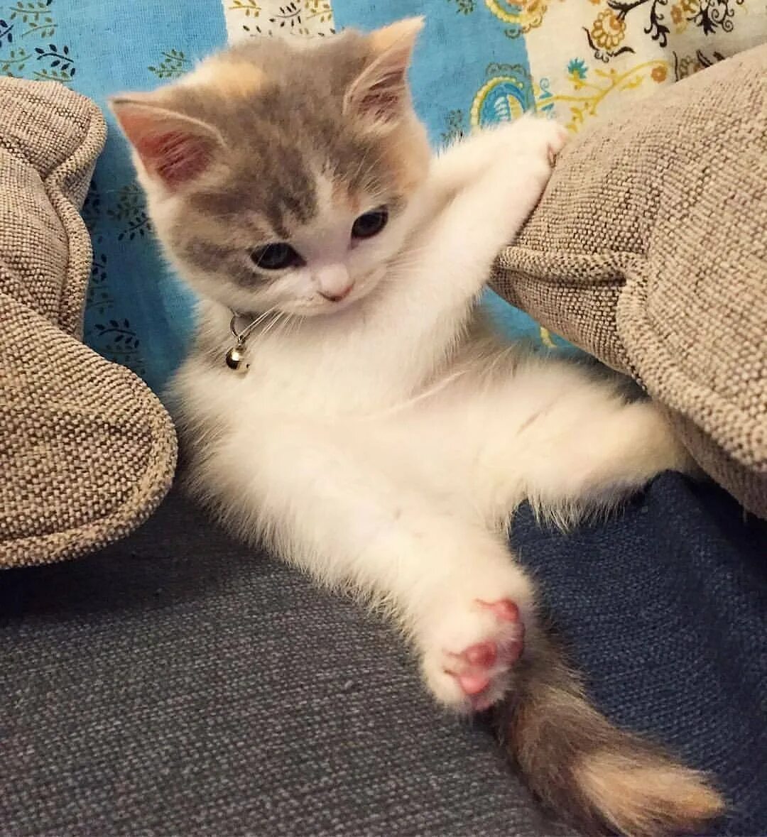 Котята супер кот. Милые котики. милый котик. миленькие котята. маленький котенок.