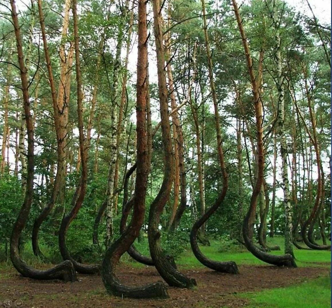 Coast redwood дерево. Лес редкие виды. Буш лес. Тисо-самшитовая роща сочи. Хвойный лес ягель.