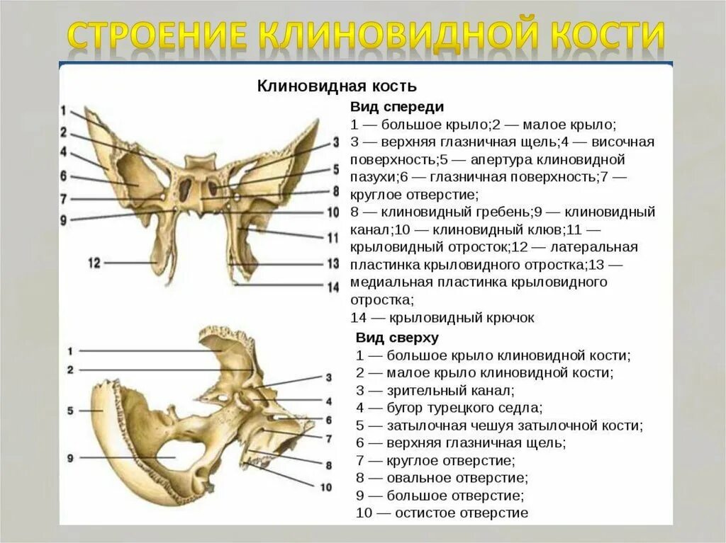 Кость бабочка. Строение клиновидной кости. Верхнечелюстная поверхность большого крыла клиновидной кости. Кости мозгового черепа клиновидная кость. Клиновидная кость черепа строение.