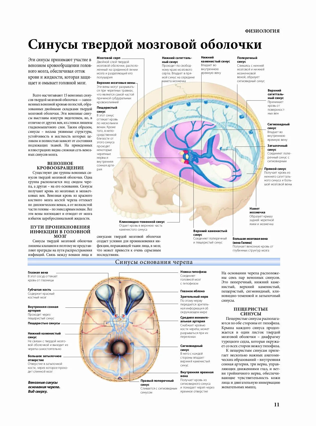 Синусы оболочек головного мозга. Синусы твердой мозговой оболочки топографическая анатомия. Вены синусы твердой мозговой оболочки. Топография синусов твердой мозговой оболочки. Венозные синусы головного мозга анатомия.