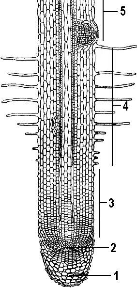 Клеточное строение корня зоны корня. Продольный срез корня микрофотография. Продольный срез корня растения. Зоны корня ЕГЭ биология.