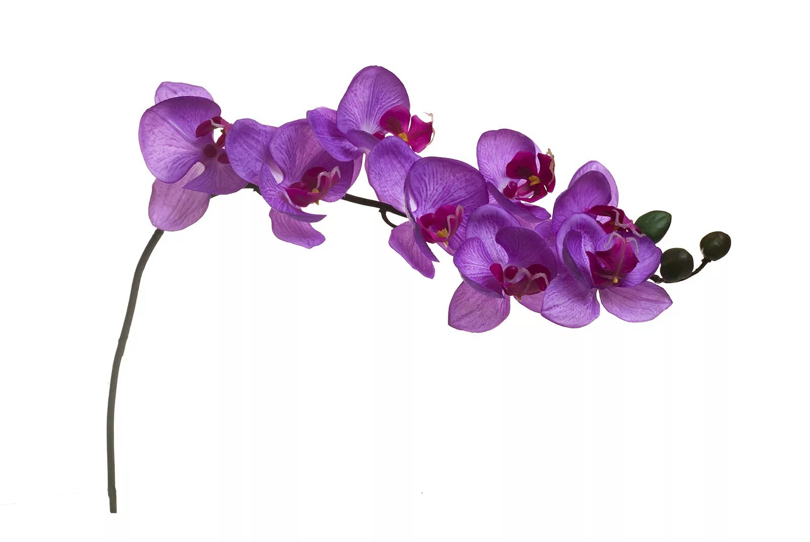 Орхидей купить интернет магазин почтой. Орхидея лиловая (8j-1219s0005). Орхидея фаленопсис фиолетовая. Лиловая Орхидея. Орхидея фаленопсис 1 ветка.