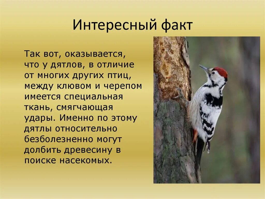 Почему дятел птица. Дятел стучит по дереву. Загадка про дятла. Лесной доктор. Кто стучит по дереву кроме дятла.