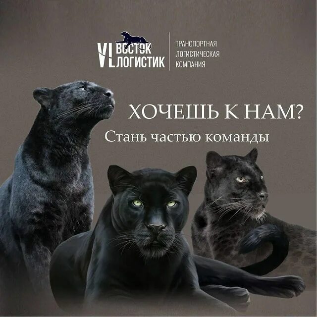 тлк восток логистик. восток транзит краснодар. вл лоджистик. ооо "тлк восток логистик". восточная логистическая компания.