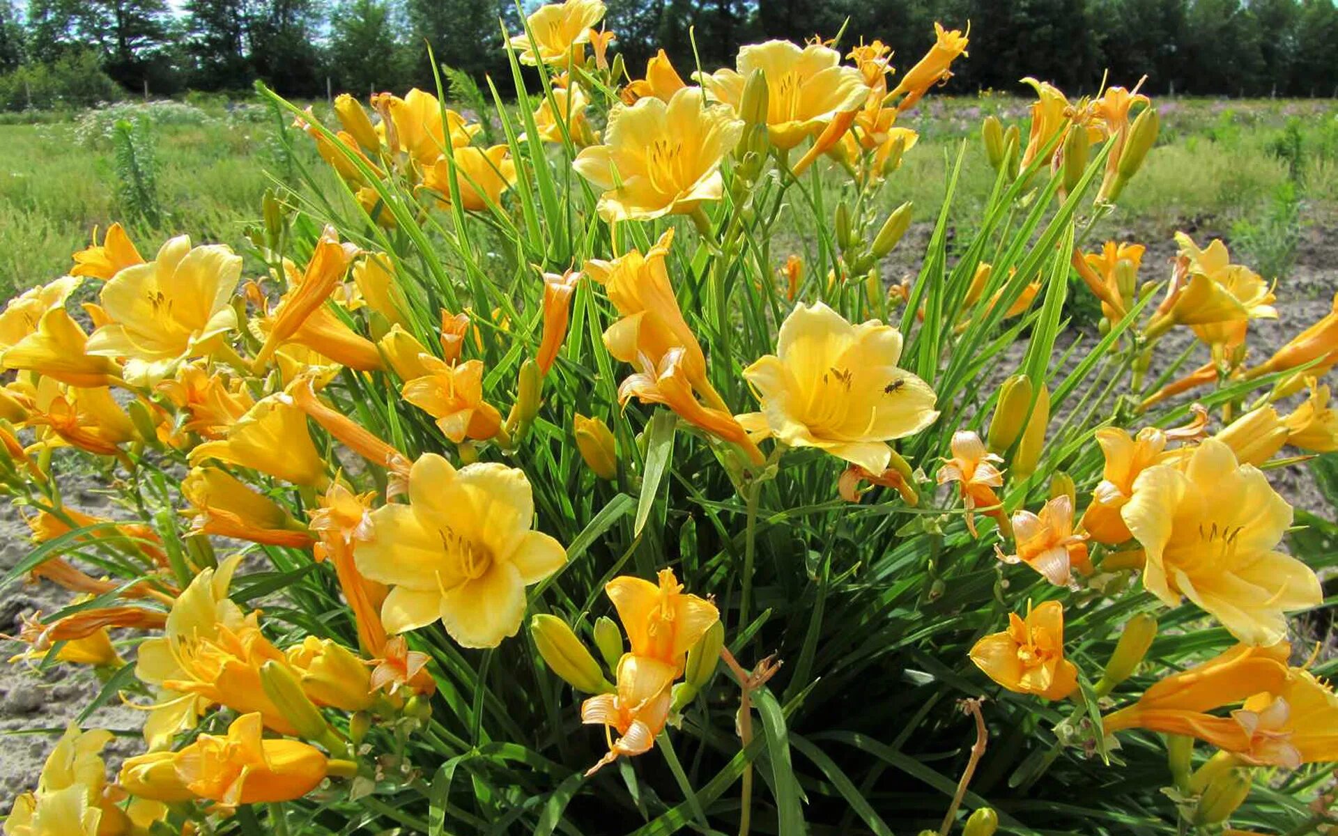 Хемерокалис цветок фото и описание выращивание