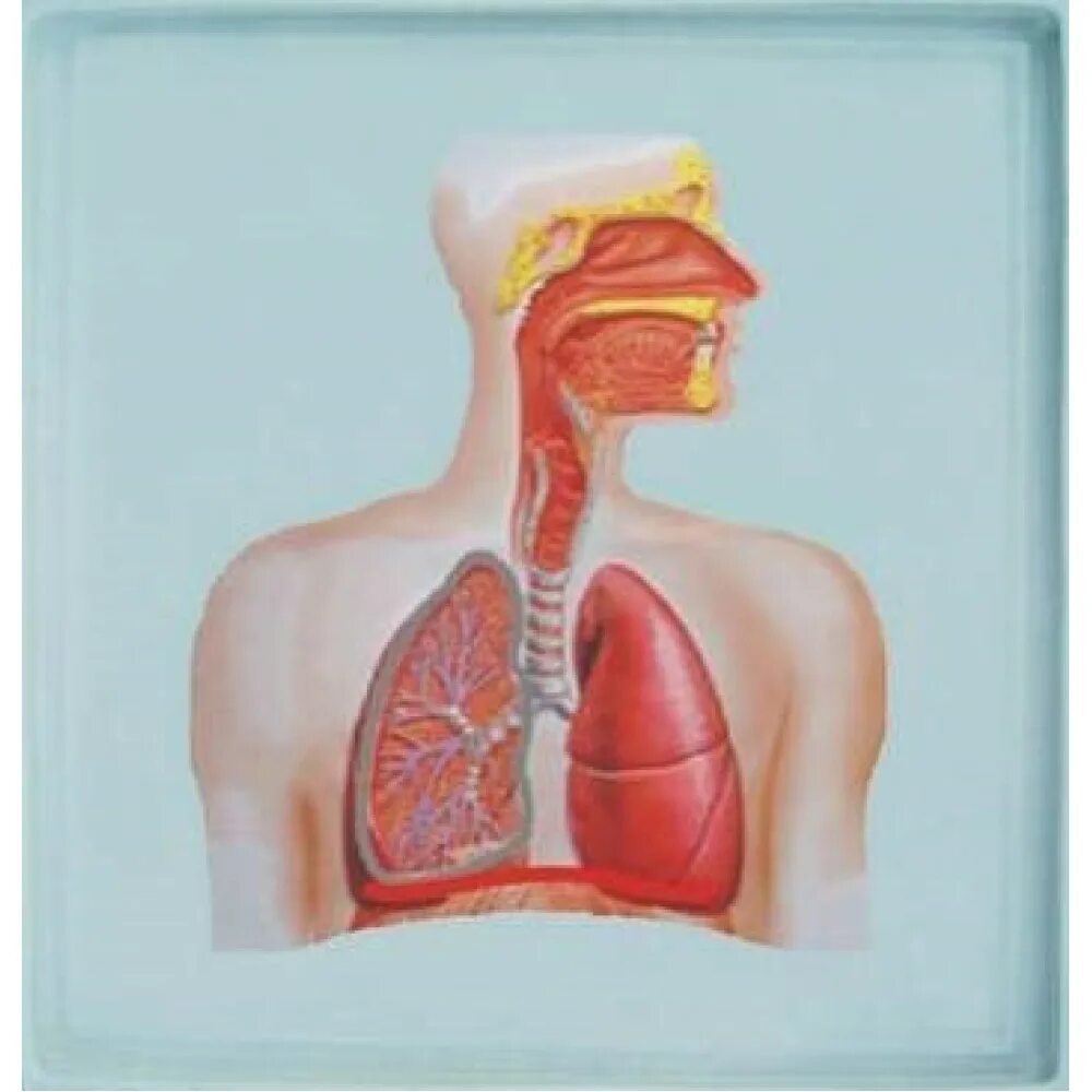 Барельефная модель"строение дыхательной системы человека". Дыхательная система человека и пищевод. Дыхательные пути человека и пищевод. Макет дыхательной системы человека.