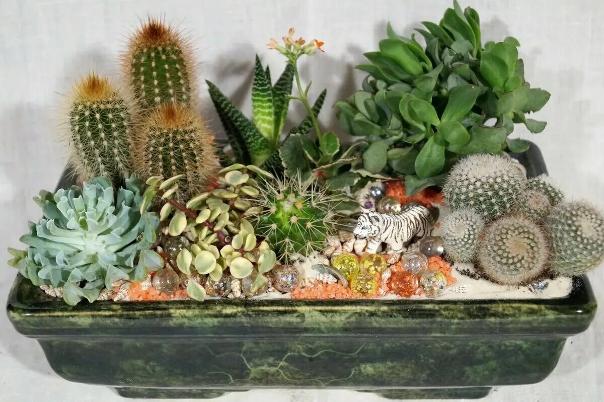 Суккулент крассула хавортия. Композиция из кактусов. Композиции из кактусов. Флорариум с кактусами и суккулентами. Композиция из кактусов и суккулентов.