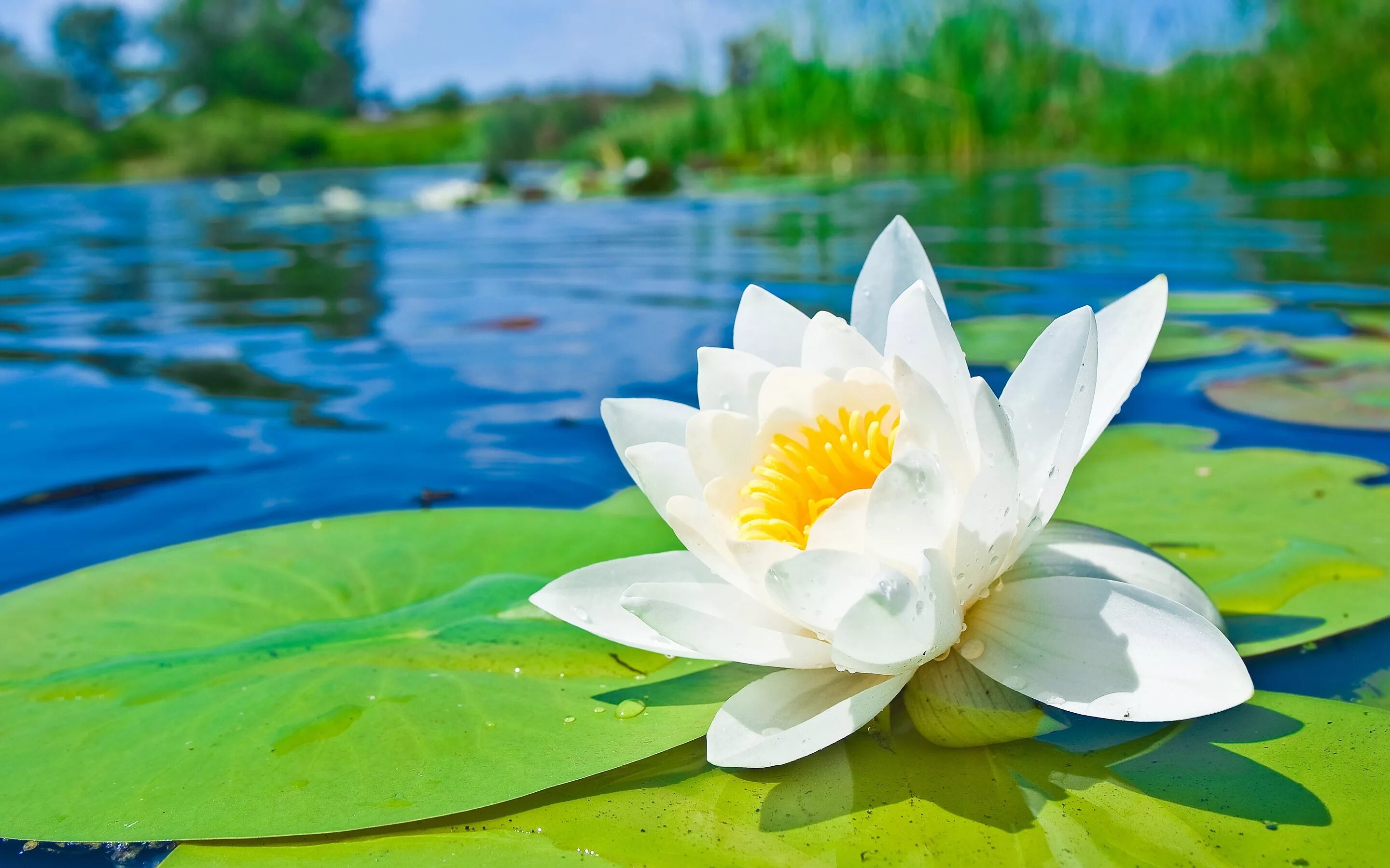Вода цветы красиво. Кувшинка белая водяная Лилия. Лотос кувшинка водяная Лилия. Кувшинка белая Лотос белый. Кувшинка Лилия Лотос.