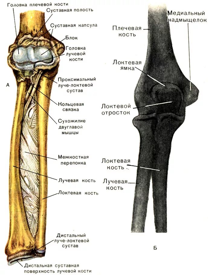 Соединения локтевой кости