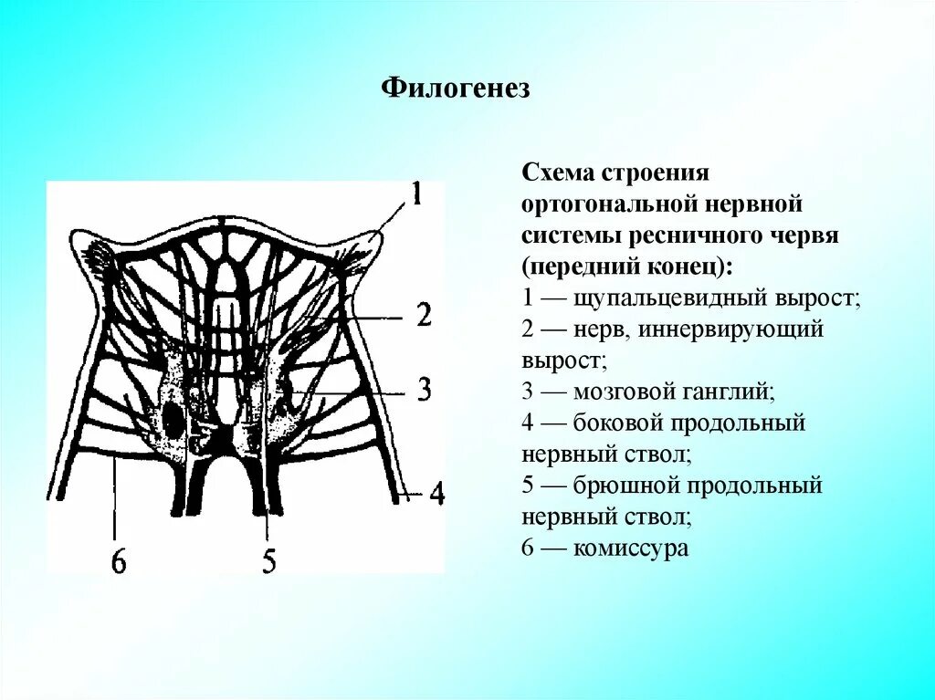 Строения ортогональной нервной системы ресничного червя. Ортогональная нервная система. Филогенез нервной системы. Строение ортогональной нервной системы.