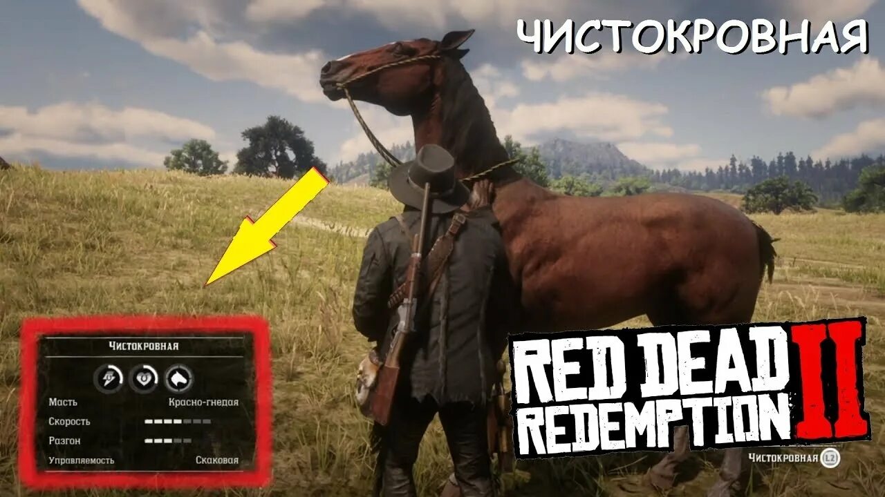 Red Dead Redemption 2 чистокровная верховая. Red Dead Redemption 2 Мустанг. Red Dead Redemption 2 черный конь. Red Dead Redemption лошади. Кони в рдр 2