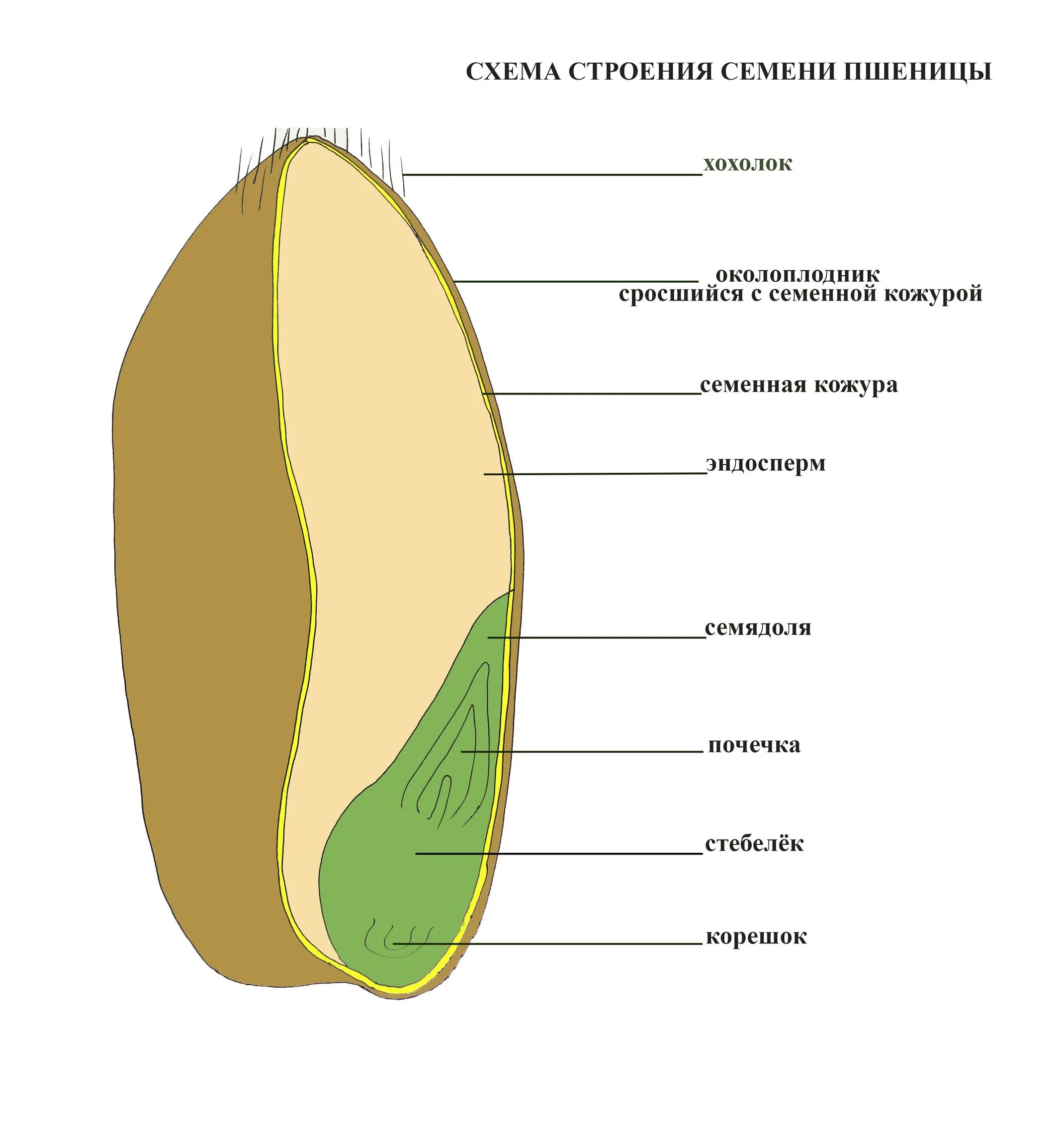 Строение семени пшеницы биология. Строение семени зерновки пшеницы. Пшеница кожура зародыш эндосперм семядоля. Строение семян однодольных растений Зерновка пшеницы.