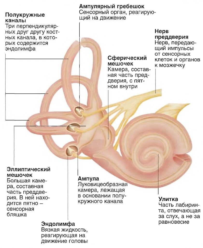 Эндолимфа улитки. Внутреннее ухо полукружные каналы. Строение и функции улитки внутреннего уха. Строение улитки внутреннего уха. Вестибулярный аппарат внутреннего уха.