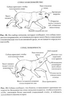 Собака расшифровка