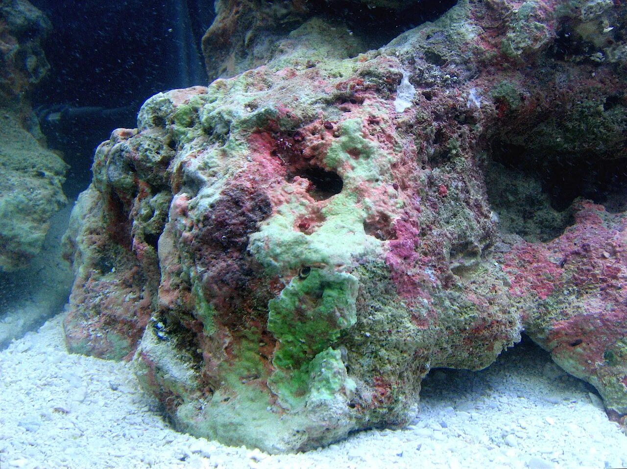 Губки в морском аквариуме. Коралловая скала. Живые камни для морского аквариума.