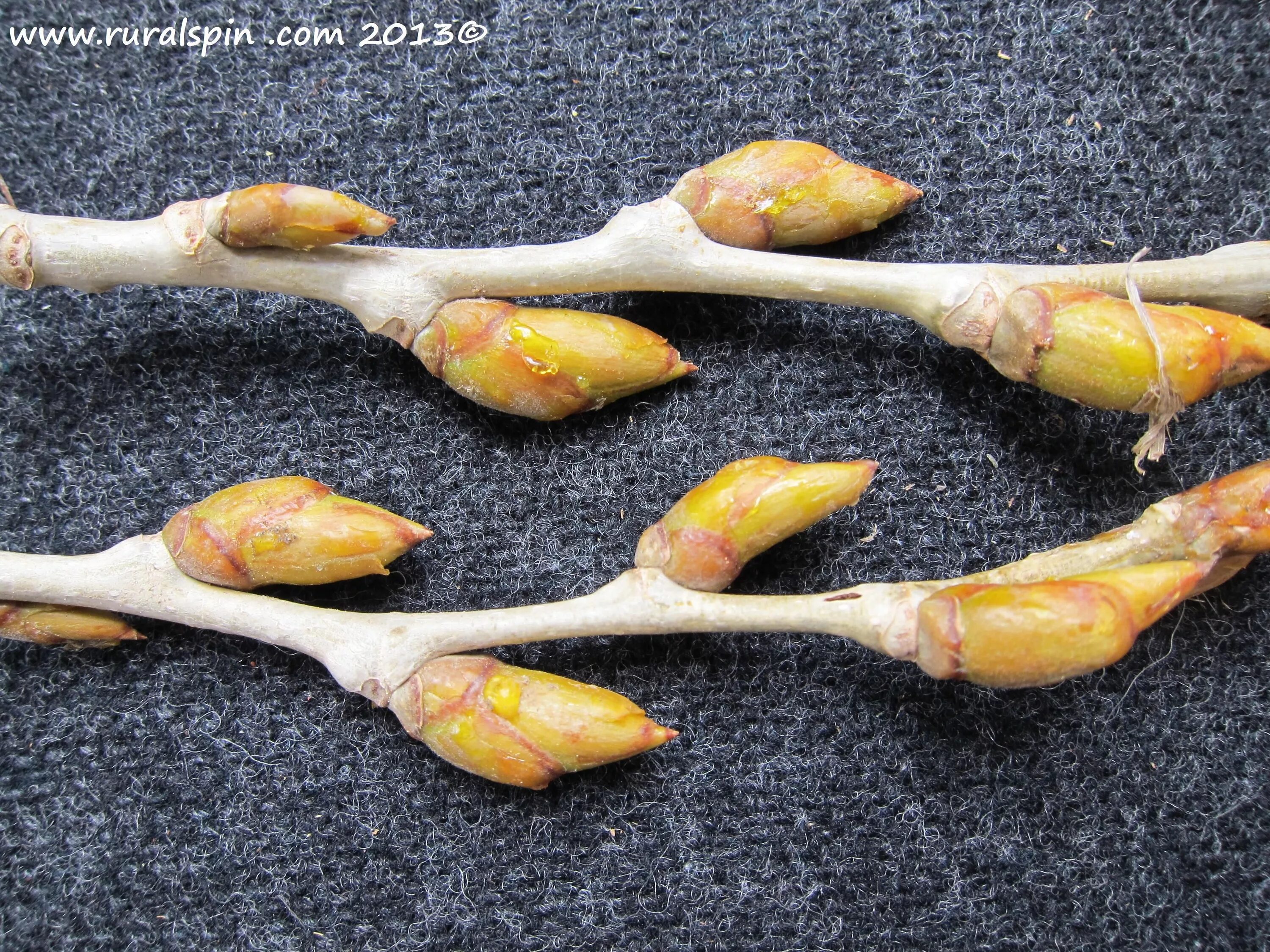 Balm made from cottonwood/poplar leaf buds -- I LOVE the smell of these. If the 