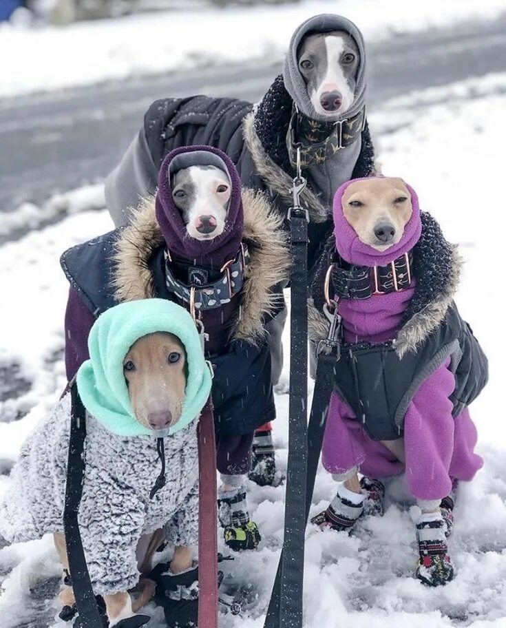 Открытки холод собачий. Собачий холод значение. Собака в ватнике. Собака в шапке ушанке. Собака в зимней шапке.