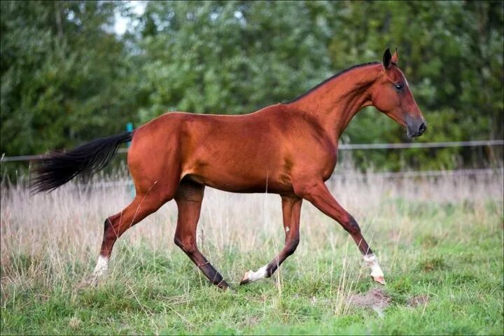 рыжая лошадь. гнедая масть лошади. лошади осенью. лошадь мчится. красивая природа с животными.
