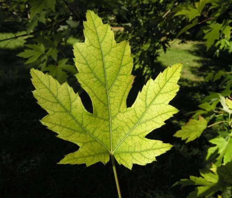 Листья кленов похожие на лапы резко. Acer saccharinum. Канадский клен лист. Канадский клен форма листа. Растение похожее на кленовые листья.