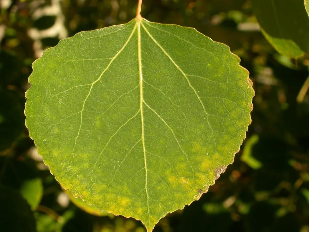Populus tremuloides The leaf blades have an orbicular shap. Flickr