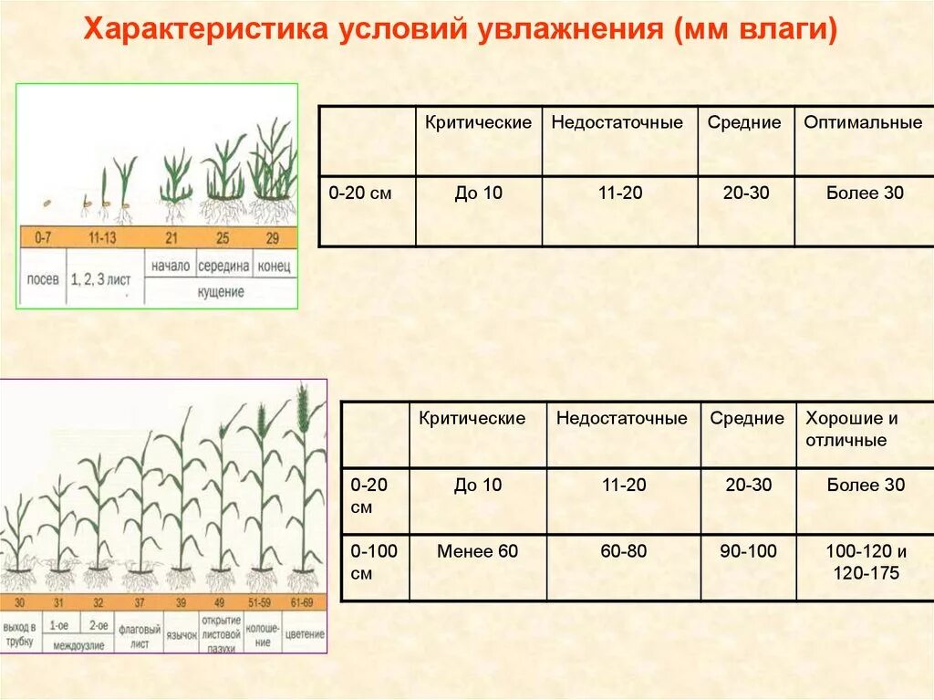 Характеристика увлажнения. Растения в средних условиях увлажнения. Коэффициент увлажнения таблица. Нормальных условий увлажнения растения.