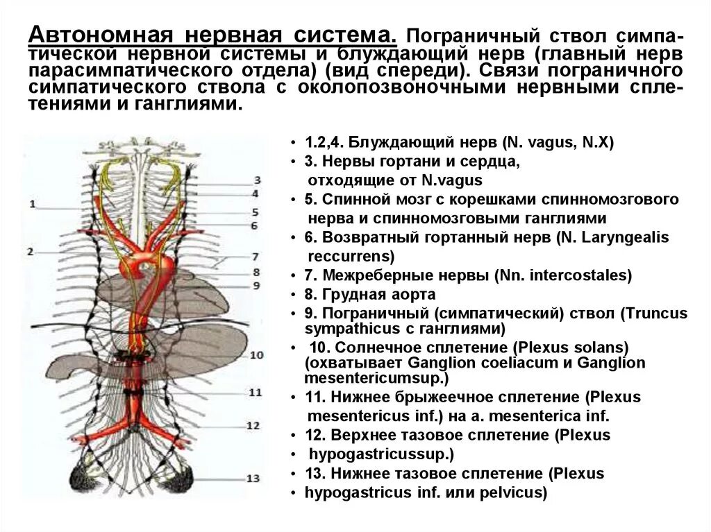 Нервные узлы и нервные стволы. Вегетативная нервная система топография. Грудной отдел симпатического ствола таблица. Сплетения вегетативной нервной системы таблица. Ганглии симпатических сплетений.