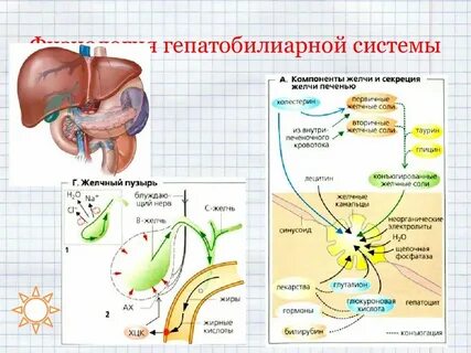Гепатобилиарная система у детей