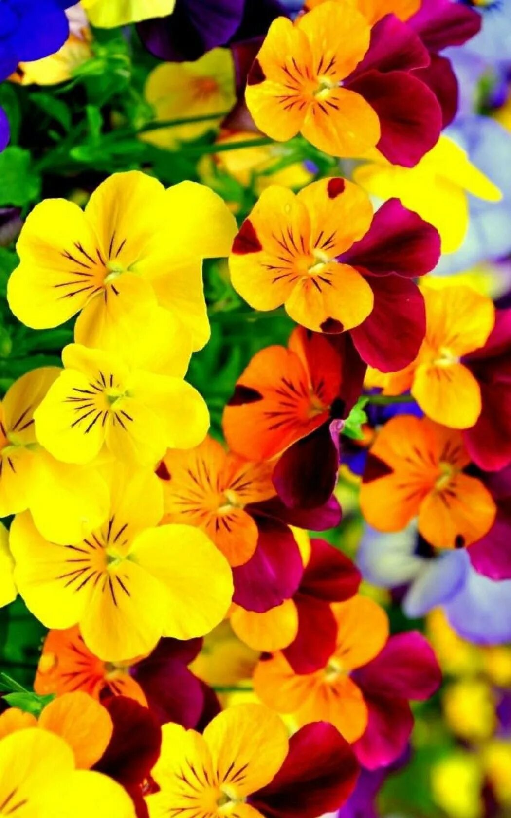 Заставки на телефон вертикальные цветы. Яркие цветы. Разноцветные цветы. Яркие цветочки. Яркие разноцветные цветы.