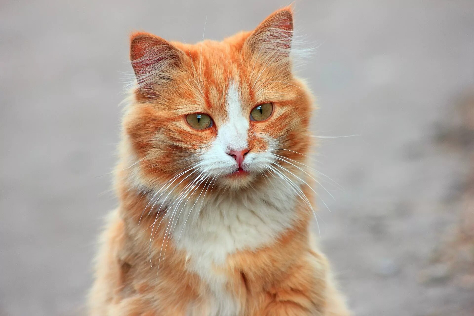 Рыжая кошка. Рыжая крошка. Рыжий котик. Красивый рыжий кот. Рыжая бритая