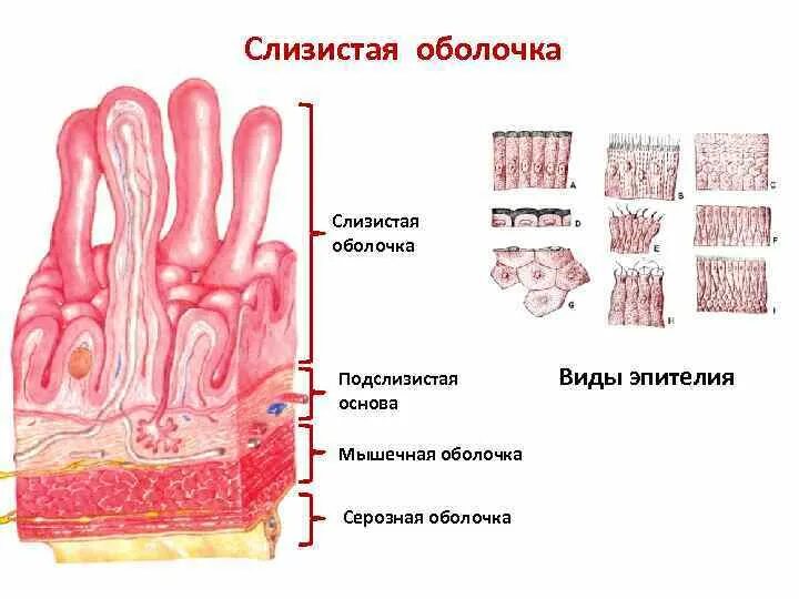 Строение слизистой оболочки анатомия. Строение слизистой оболочки полого органа. Слизистая полости рта строение. Слизистая мышечная серозная оболочки. Слои слизистой полости рта