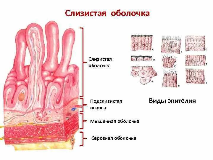 Слои слизистой полости рта. Строение слизистой оболочки анатомия. Строение слизистой оболочки полого органа. Слизистая полости рта строение. Слизистая мышечная серозная оболочки.