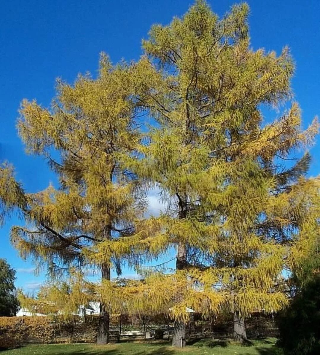 Лиственница комарова. Лиственница Сибирская Larix sibirica. Лиственница Миддендорфа. Лиственница Сибирская (Larix sibirica Ledeb.). Лиственница Даурская.