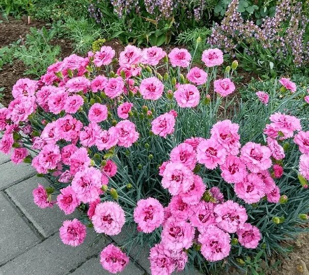 Fruit Punch ® 'Cherry Vanilla' - Pinks - Dianthus hybrid Proven Winners