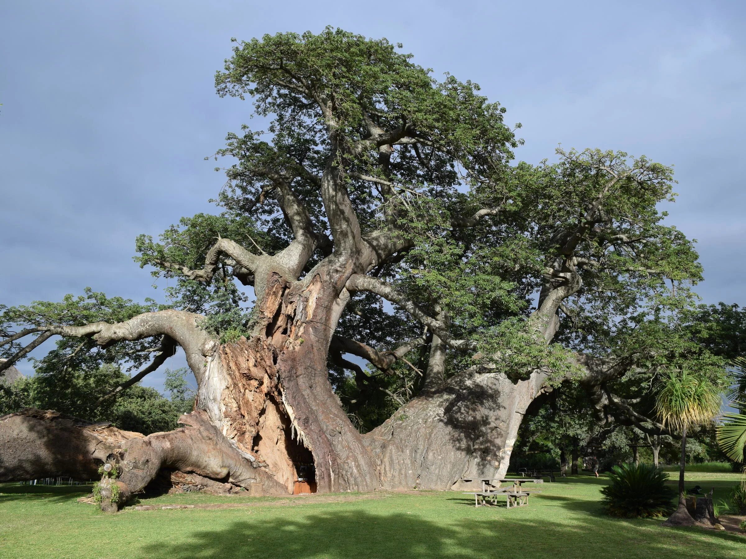 Редкое дерево растущее. Баобаб Санлэнд. Баобаб дерево. Эбеновое дерево Коста Рика. Самое большое дерево в мире баобаб.