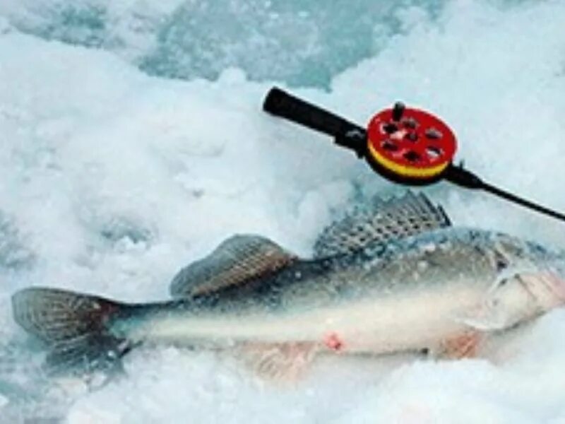 Судак зимой на тюльку на волге. Мормышка на судака и берша. мормышки на берша и судака зимние. мормоблес на берша зимняя рыбалка. берш судак налим зимой.