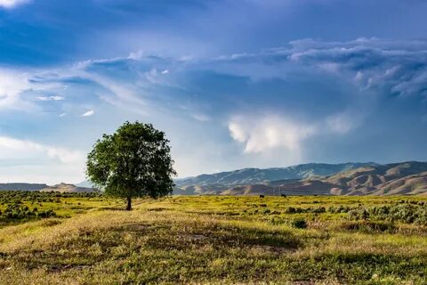 Steppe