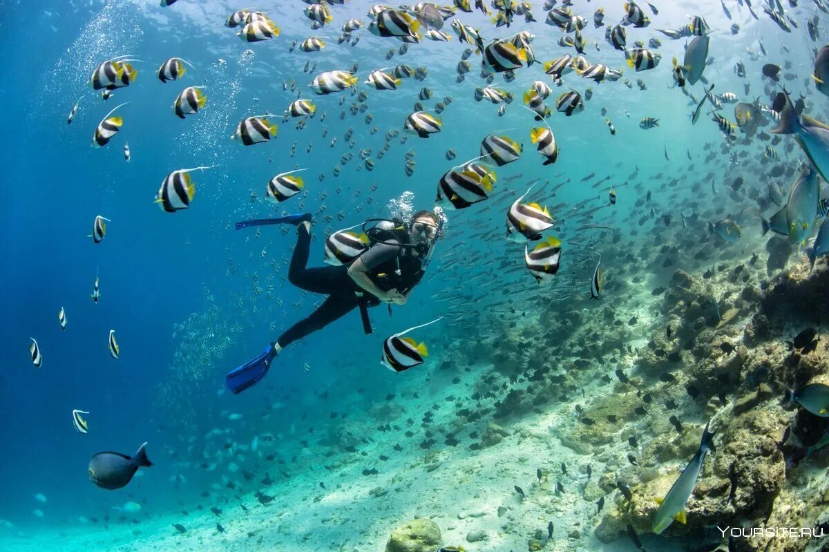 Мальдивы и Канары: идеальные направления для дайвинга и круглогодичного отдыха